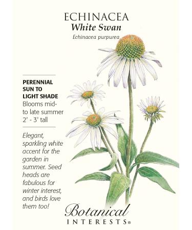 White Swan Coneflower Seeds - 100 mg - Echinacea:Seeds