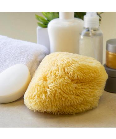 Neptune Natural Caribbean Sea Sponge - All Natural Renewable Sea Sponge (7 inch) - Buy Online on GoSupps.com
