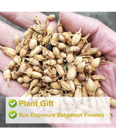 Plant Gift Dried Bergamot Flower 80G/2.82oz Citrus Bergamot Tea Citrus Medica Chinese Health Tea - Buy Online on GoSupps.com