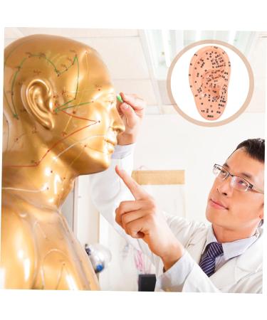 FRCOLOR 1pc Artificial Human Ear Model - Acupuncture & Massage Tool for Ear Acupoint Therapy | Medical PVC Teaching Aid - Buy Online on GoSupps.com