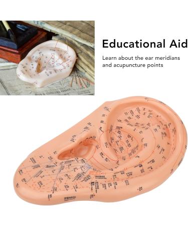 Verdant Touch Ear Acupuncture Points Model - 40cm Professional PVC Ear Zone Massage Tool for Accurate Acupuncture - Buy Online on GoSupps.com