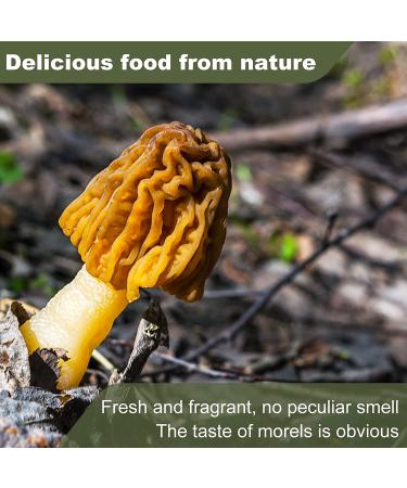 KASVAN Wild Dried Morel Mushrooms 1oz - Tender & Delicious Morchella Conica Meat - Rich in Nutrients, Easy to Eat - Dehydrated, Vegetarian-Friendly - Buy Online on GoSupps.com