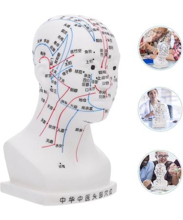 High-Quality Gleavi Acupuncture Point Model - Human Head Massage Model - PVC Acupuncture Head Model 22x12x8cm for Effective Head Massage - Buy Online on GoSupps.com
