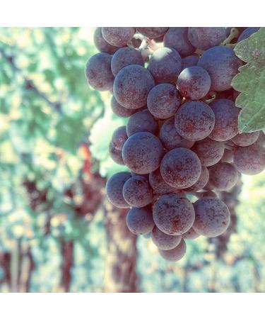 Naissance Grape Seed Oil 100ml Refined for Hair Skin Body & Cosmetics | International Shipping - Buy Online on GoSupps.com