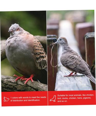 Amosfun 100 Pcs Pigeon Anklet Plastic Ducks Pigeons Ring Bands Pigeon Identification Ring Chick Baby Amulet 1.3X1.3CM Red - Buy Online on GoSupps.com