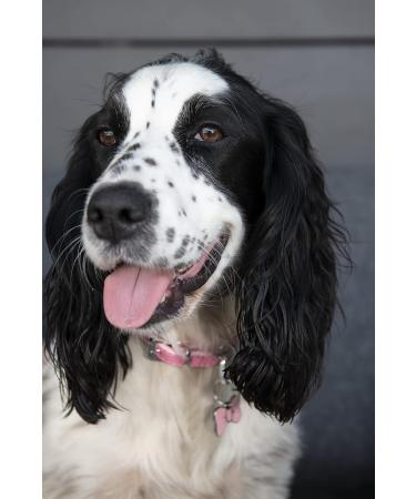 BWM Customised Fashion Pet ID Tags Dog Tags | Dog Tag for Pets Laser Engraved & Personalised | ID Tags for Dogs & Cats | Durable Strong & Deeply Engraved - Sparkly Pink Bow Tie Small S (Pack of 1) Pink - Buy Online on GoSupps.com