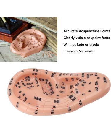 Buy 17cm Ear Acupuncture Point Model - Large Reflexology Learning Display for International Shipping - Buy Online on GoSupps.com