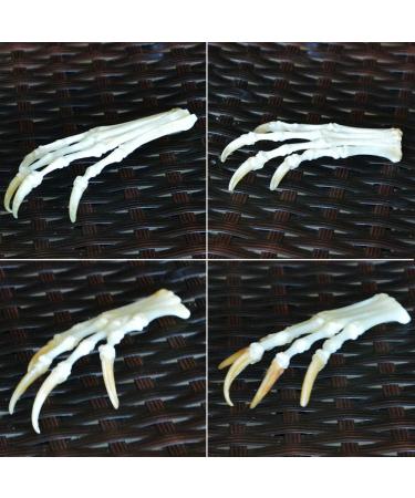 Wixine Fox Feet Articulated Bones Claws | Taxidermy Art Supplies - Buy Online on GoSupps.com
