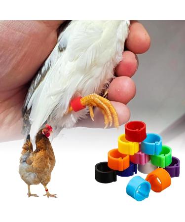 100 Bird Identification Rings - Pigeon Footrings Parrot Leg Bands & Poultry Marking Tape - 8mm Clamping Rings for Chickens Quail & More - Buy Online on GoSupps.com