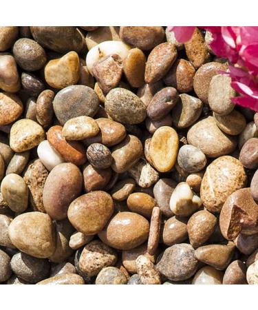 Strata Scottish Pebbles - 5kg Eco-Friendly Gravels for Home, Office, or Garden Decor - Natural Tumbled Smooth Stones 25-50MM - Buy Online on GoSupps.com