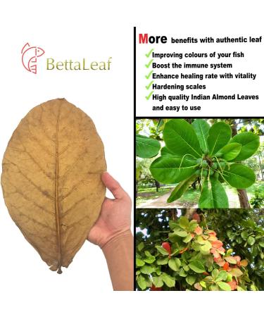 Indian Almond Leaves Leaf (15 25 Pieces) BettaLeaf 50 Grams Pack | 20-25cm. | Best Gold Brown Quality | Fish Tank for Betta Fish Shrimp Crayfish for Fish Healthy & Comfort - Buy Online on GoSupps.com