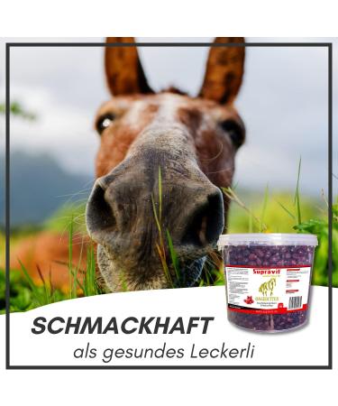 Supravit Rose Hed Horse 2kg Bucket | Vitamin C Enriched Dried Fruits for Horses & Ponies | Sugar-Free Natural Treats | Premium Quality - Buy Online on GoSupps.com