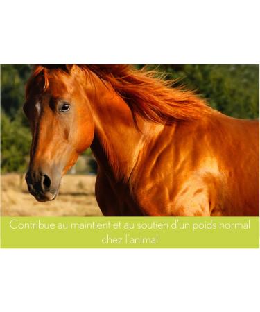 Ferme Olim ga Camelina Oil for Horses 4L Rich in Polyunsaturated Omega-3 Vitamin E Pure and Cold Pressed. - Buy Online on GoSupps.com