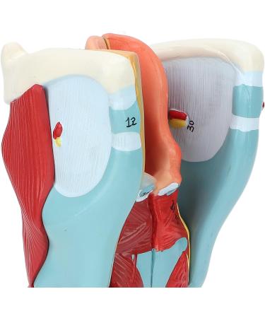 Human Throat Model 2X Magnification Vinyl Clear Structure Throat Dissection Teaching Model Human Throat Display Model Accurate Throat Model - Buy Online on GoSupps.com
