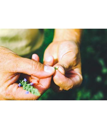 Heartland Chia  USA Grown Whole Raw Black Chia Seeds  12 oz | Sustainable  Non-GMO  Farm-direct - Buy Online on GoSupps.com