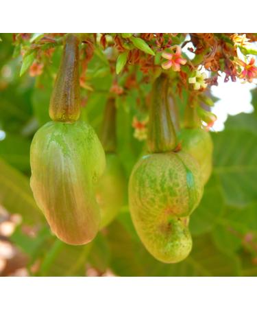 Cashew nuts (half) 1kg - LA PLANTIGO - Buy Online on GoSupps.com
