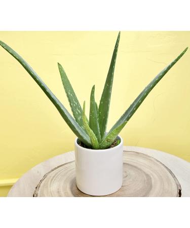 Live Aloe Vera Succulent Plant in 3.5 Inch Pot by Plants for Pets - Indoor House Plant - Buy Online on GoSupps.com