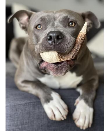 Bellfor Deer Antlers for Dogs XXL - 160 g. Natural treat for dogs grain and gluten free ideal for dental health and providing a high-quality source of protein. - Buy Online on GoSupps.com