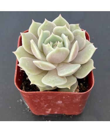 2in Echeveria Lola Succulent Plant - Live Mini Plant for Indoor Outdoor Decor, Perfect for Home Office Wedding DIY Projects - 1 Pack Fully Rooted in Pots - Buy Online on GoSupps.com