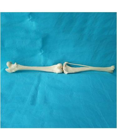 Dog Skeleton Bone Model - Dog Knee Joint Bone Model Femur and Tibia Model - for Veterinary Students Learn Teaching Aids Demonstration Study - Buy Online on GoSupps.com