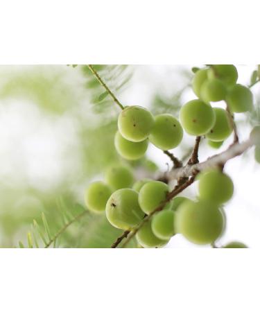 Food to Live Organic Amla Berry Powder (Amalaki) 6 Pounds Non-GMO Indian Gooseberry Raw Pure Finely Ground Kosher Vegan. Rich in Antioxidant Vitamin C. Great for Smoothies Shakes Yogurt 96 Ounce (Pack of 1) - Buy Online on GoSupps.com
