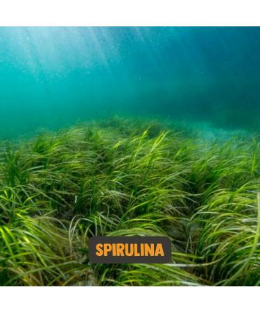 Cupplement - Spirulina 300 Tablets - Organic - Powder and Flake Free - Supplement - Superfood - Chlorella - Buy Online on GoSupps.com