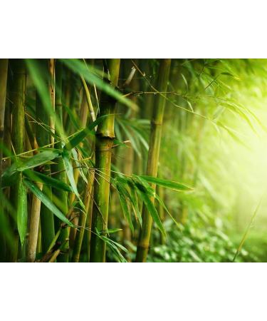 Jeske Sports Supplies Bamboo fibers ground bamboo flour flour rich in fiber vegan cuisine for baking and thickening in bag 1000 g 3 x 1000 g 3 kg - Buy Online on GoSupps.com