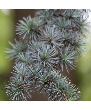 Pranarom Cedarwood Atlas Essential Oil 0.17 fl oz (5 ml) - Natural Aromatherapy - Buy Online on GoSupps.com