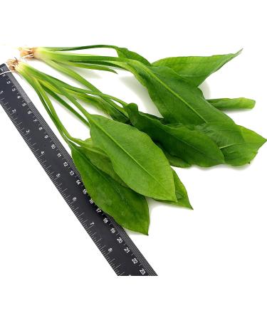 2 x Echinodorus Bleheri Live Aquarium Plant Amazon Sword - Buy Online on GoSupps.com