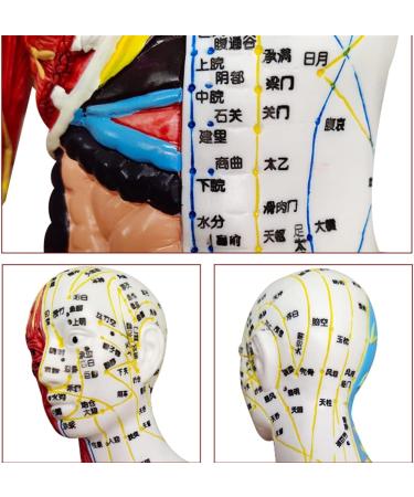 Acupuncture and Muscle Anatomical Male Model Pressure Point and Meridians Acupuncturists and Other Medical Professionals Training Teaching Education (60cm/23.6inch) - Buy Online on GoSupps.com