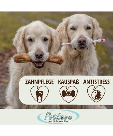 Petlove Olive Wood Chewing Bones for Dogs | Dental Care Toy for Puppies & Small Dogs | 2-Pack S (60-99g) - Buy Online on GoSupps.com
