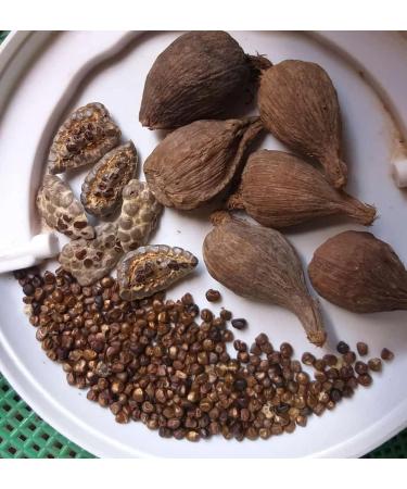 Whole maniguette Guinea pepper pod (paradise seeds) alligator pepper or alligator pepper - Buy Online on GoSupps.com