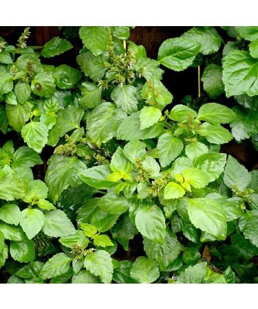 Pranarom Patchouli Essential Oil 5ml - Pure Aromatherapy Oil for Relaxation & Skin Care - Buy Online on GoSupps.com