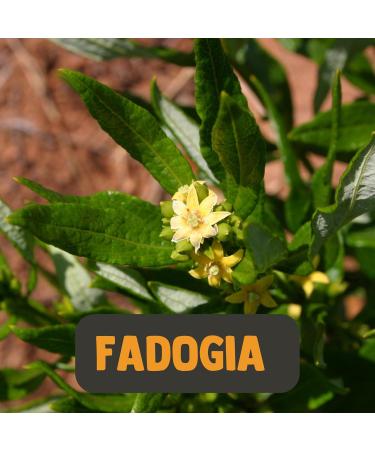 Cupplement Fadogia Agrestis 60 Capsules - 10% Extract 500 MG | 4 Sachets + Free Pillbox - Superfood 5 Pack - Buy Internationally - Buy Online on GoSupps.com