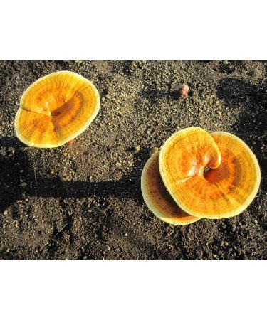 Pantenger Organic Matcha Green Tea Powder with Japanese Reishi Mushroom 2.12 OZ (60g) - USDA Certified - Buy Online on GoSupps.com