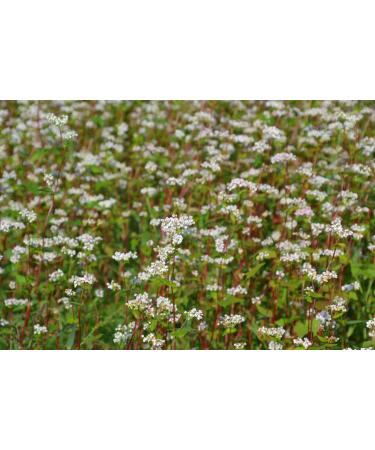 Buy Landixx Buckwheat Seeds 5 kg - Fagopyrum Tartaricum for Catch Crop & Green Manure | International Shipping Available - Buy Online on GoSupps.com