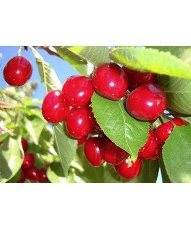 Organic California Sun-Dried Bing Cherries 1lb - Non-GMO, Kosher, Pitted, Tart & Unsweetened | Raw, Vegan, Unsulfured Bulk Cherries - Buy Online on GoSupps.com