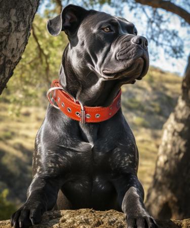 Handmade Leather Dog Collar 5cm Wide - Luxurious & Robust for Large/Medium Breeds - Soft Orange Neck Band (57-67.5cm) - Buy Online on GoSupps.com