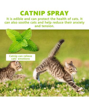 100ml Herbal Cat Joy Spray Herbal Cat Joy Celery Pets Catnip Spray for Cats Cat Scratching Spray Mist Cat Training Spray with Catnip Catnip Spray for Indoor Cats Cat Nips Spray for Cat Anxiety Relief - Buy Online on GoSupps.com