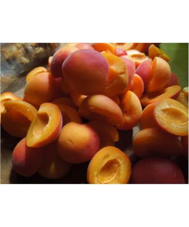 Tiptree Organic Apricot Conserve 6x340g - Buy Online on GoSupps.com