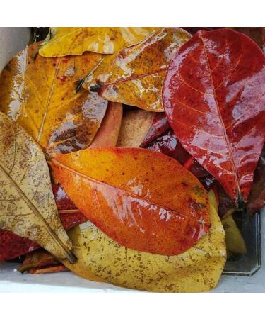 LKXHarleya 200PCS Catappa Indian Almond Leaves for Bettas Tropical Fish Shrimp Aquarium Water Treatments & Boosts Health & Breeding Chances - Buy Online on GoSupps.com