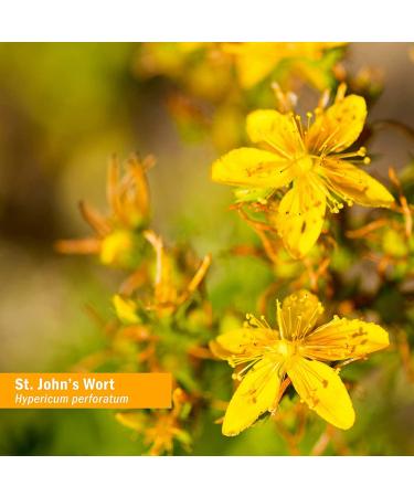 Herb Pharm St. John's Wort Oil 1 fl oz - Natural Mood Support & Skin Care - Buy Online on GoSupps.com
