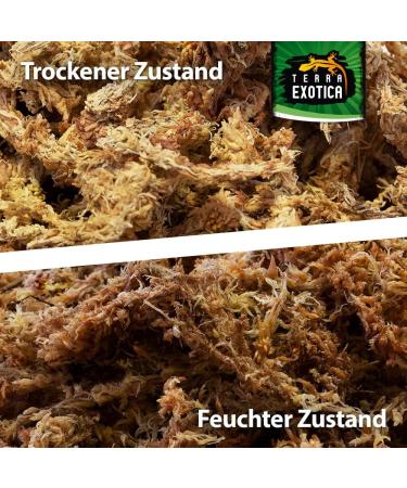 Buy Terra Exotica Sphagnum Moss (3x1 Kg) - Premium Peat Moss for Garden Houseplants & Terrariums - International Shipping Available - Buy Online on GoSupps.com