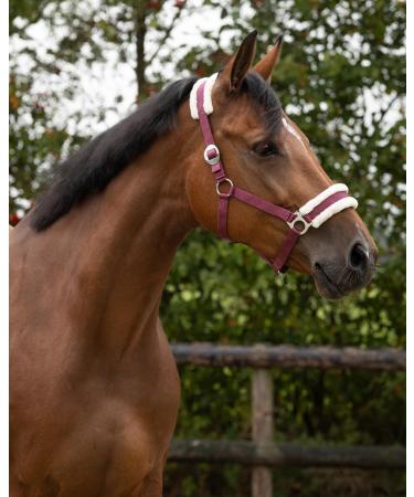 Netproshop Solid Horse Halter | Padded & Adjustable Sizes for Mini Shetty to Full U Cold Blood | Burgundy Pony - Buy Online on GoSupps.com