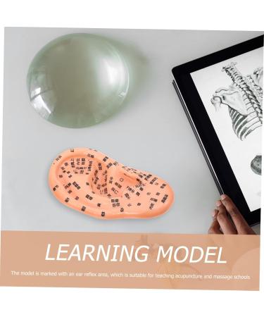 Healeved 2 STK Massage Ohr Model - Anatomical Ear Massage Tool | 3D PVC Earring Puppet Set for Optimal Relaxation | Buy Internationally! - Buy Online on GoSupps.com