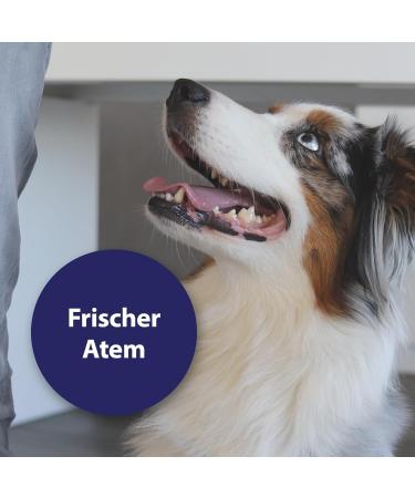 Canosept Dental Care Package for Dogs | Dr. Fressnapf Online Vet Advice Toothbrush Toothpaste & More - Buy Online on GoSupps.com
