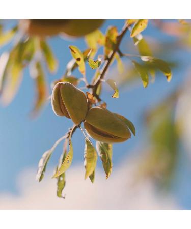 L'Occitane Almond Shower Oil Foaming Body Wash 8.4 Fl Oz - Cleansing & Softening | Buy Online Now! - Buy Online on GoSupps.com