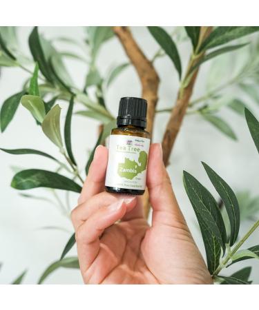 100% Pure Tea Tree Oil - Therapeutic Grade - Direct from Arulussa Farms Zambia - Bulk Essential Oils (15ml - Buy Online on GoSupps.com