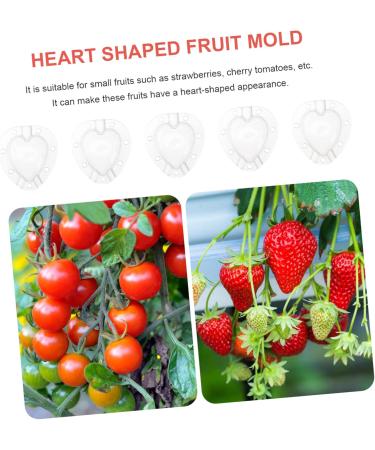 Kisangel 15 Pcs Fruit Shaping Mold Vegetables Fruit Forming Mold Fruit Growth Molds Gourd Gardening Supplies 4.5x4cmx3pcs Whitex3pcs - Buy Online on GoSupps.com