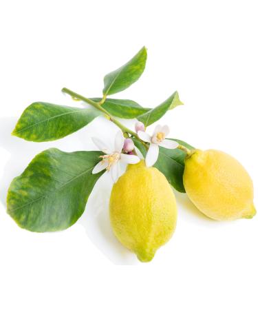 Floral Solid Perfume | All Natural Phthalate-Free Fragrance | Long-Lasting Highly Scented Layerable Balm | Portable 1/4 oz Tin | Travel-Friendly (Gardenia) - Buy Online on GoSupps.com